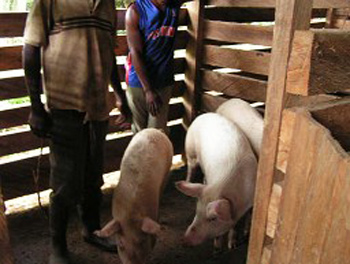 The first pigs